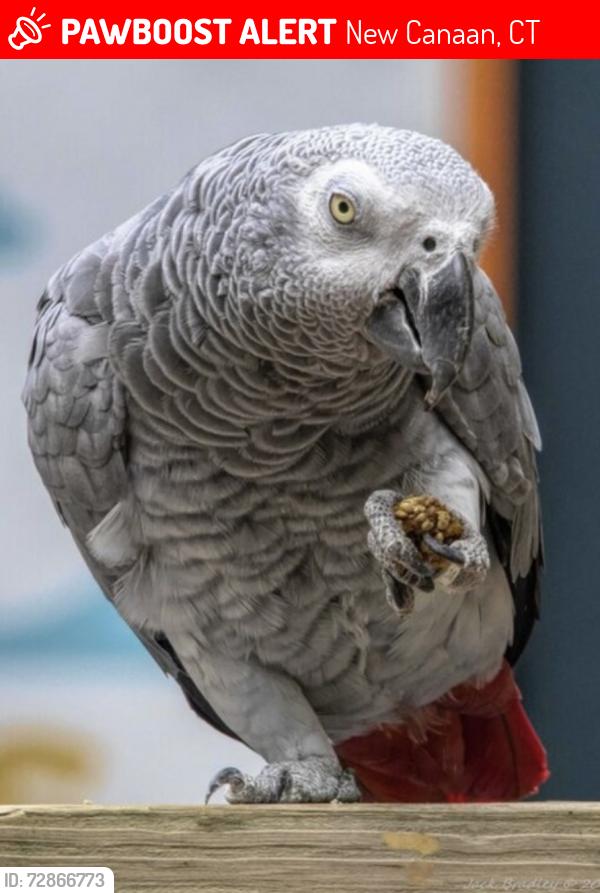 Lost Male Bird last seen Carter Street, Slivermine Road, New Canaan, CT 06840