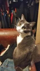 Lost Female Cat last seen Near 32nd ave ct. So., Lakewood, WA 98499