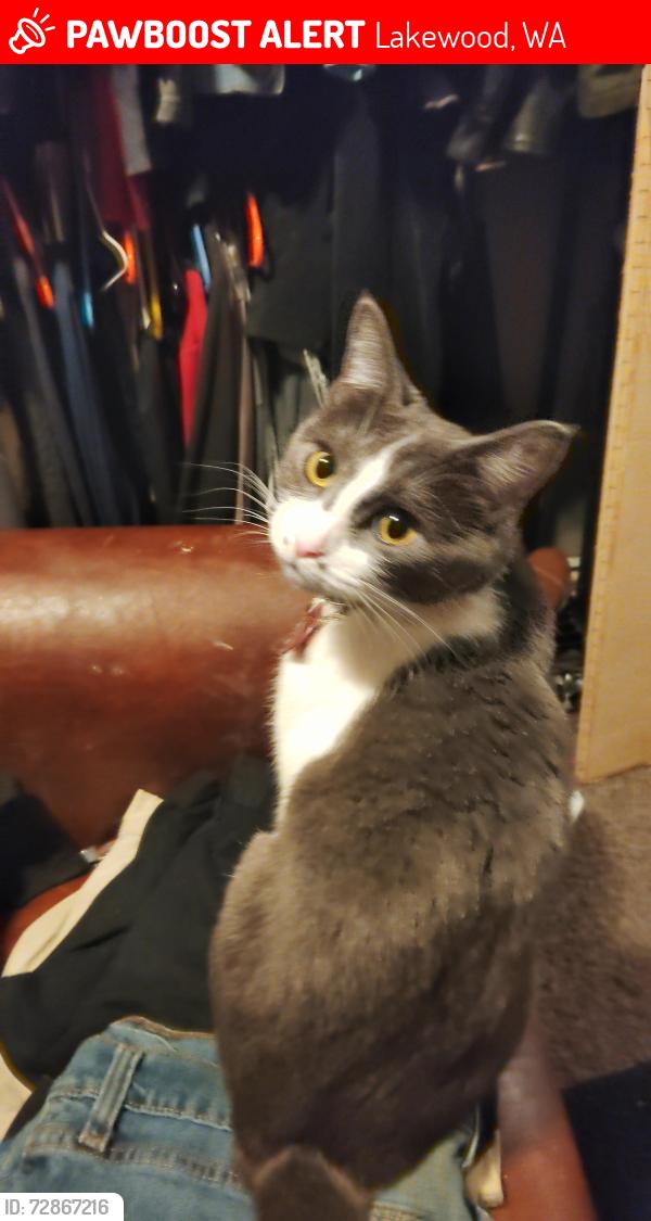 Lost Female Cat last seen Near 32nd ave ct. So., Lakewood, WA 98499