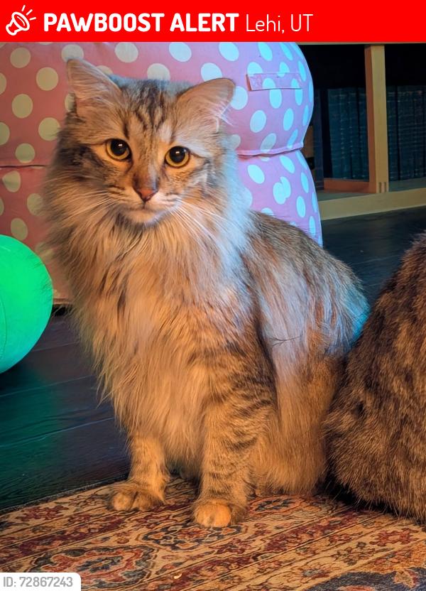 Lost Female Cat last seen Near N and 600 E, 5 blocks east of Skyridge HS, Lehi, UT 84043