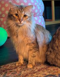 Lost Female Cat last seen Near N and 600 E, 5 blocks east of Skyridge HS, Lehi, UT 84043