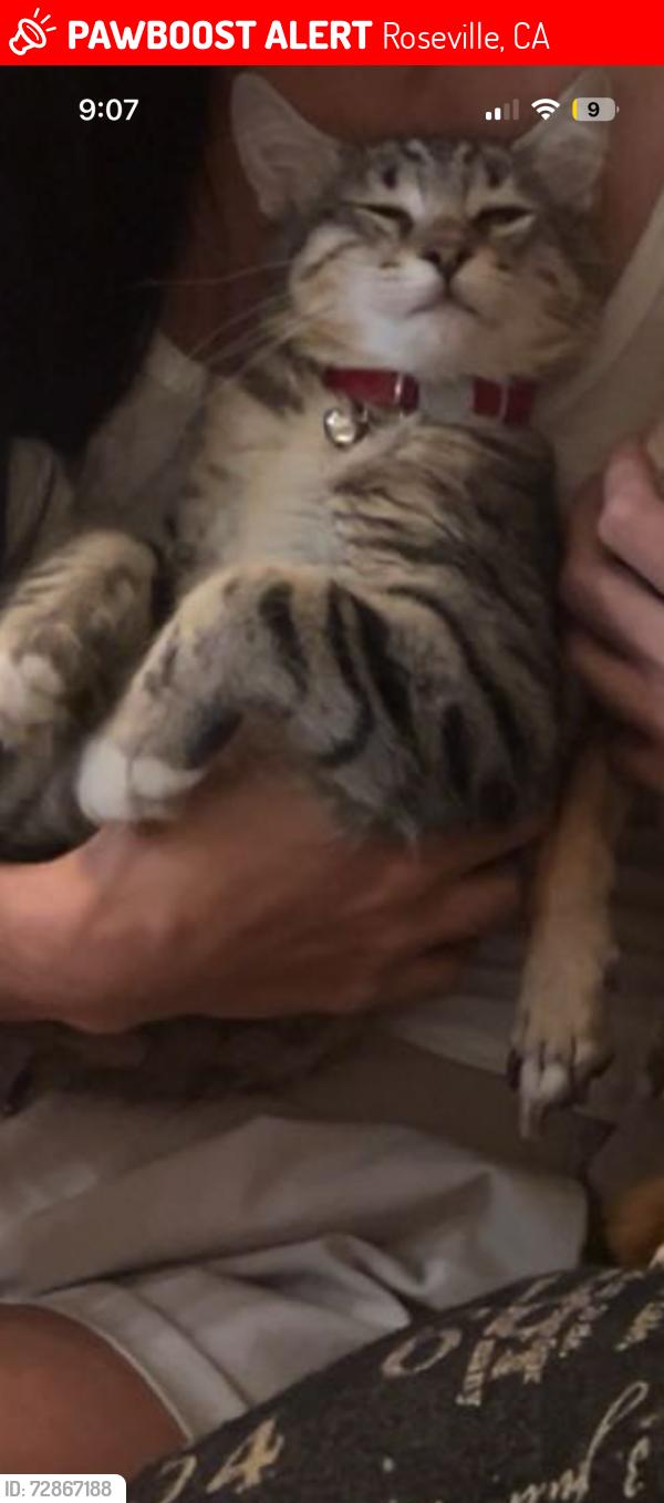 Lost Male Cat last seen Blue oaks , Roseville, CA 95747