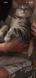 Lost Male Cat last seen Blue oaks , Roseville, CA 95747