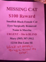 Lost Female Cat last seen Juan Tabo and Central, Albuquerque, NM 87123