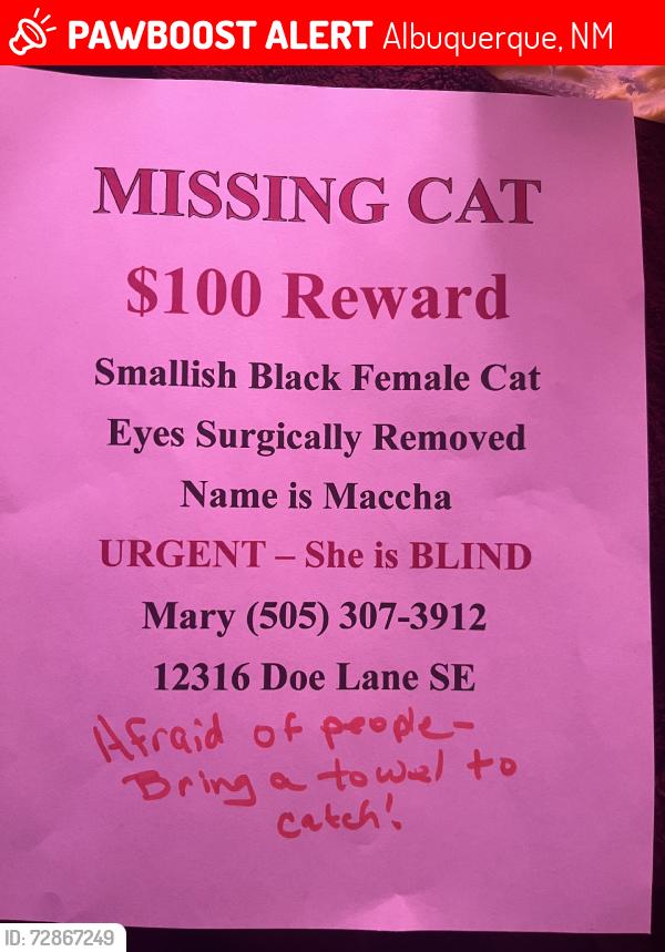 Lost Female Cat last seen Juan Tabo and Central, Albuquerque, NM 87123