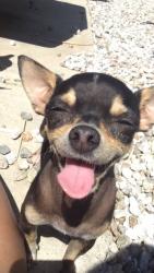 Lost Female Dog last seen Mohican DR, Moreno Valley, CA 92553