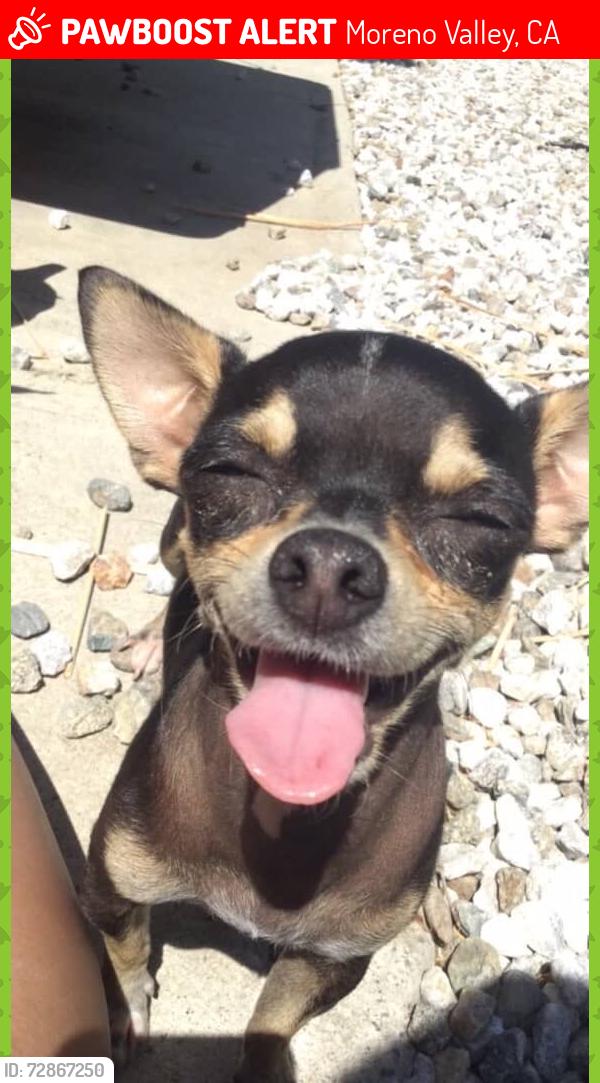 Lost Female Dog last seen Mohican DR, Moreno Valley, CA 92553