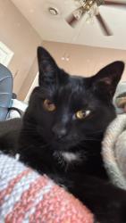 Lost Female Cat last seen Carls townhouse , Chillicothe, OH 45601