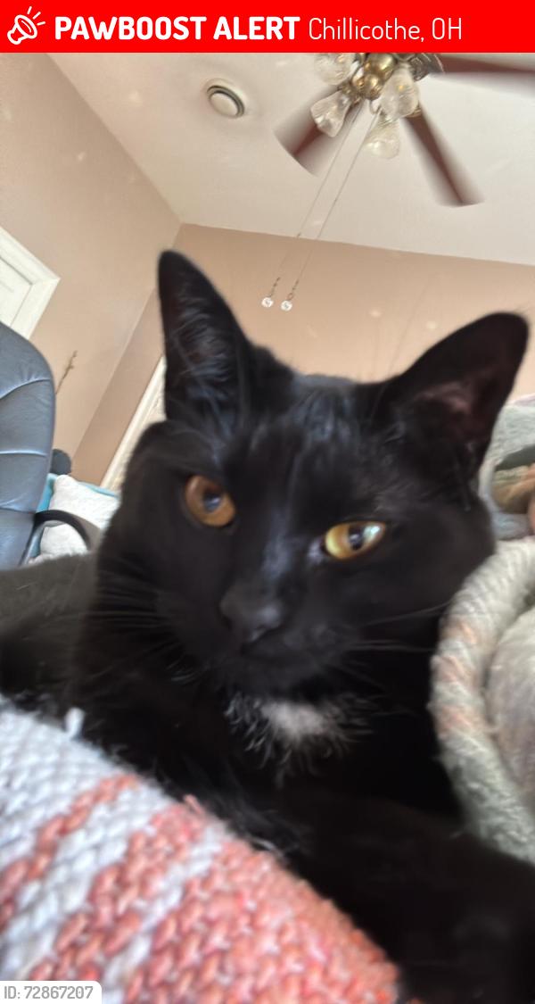 Lost Female Cat last seen Carls townhouse , Chillicothe, OH 45601