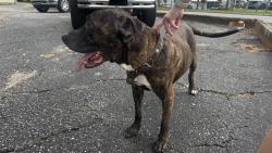 Found/Stray Male Dog last seen White hse Antiques off of Airport Blvd, Mobile, AL 36608