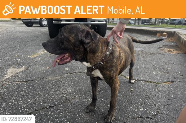 Found/Stray Male Dog last seen White hse Antiques off of Airport Blvd, Mobile, AL 36608
