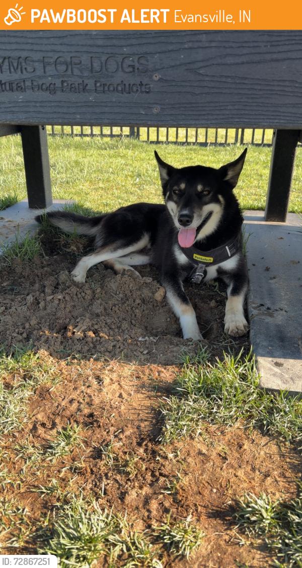 Found/Stray Male Dog last seen Evansville , Evansville, IN 47708