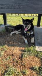Found/Stray Male Dog last seen Evansville , Evansville, IN 47708