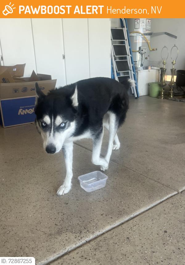 Found/Stray Male Dog last seen Ancient Mayan Way, Roadrunner park area, Henderson, NV 89015