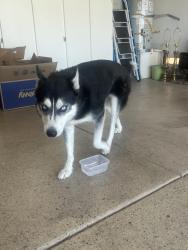 Found/Stray Male Dog last seen Ancient Mayan Way, Roadrunner park area, Henderson, NV 89015