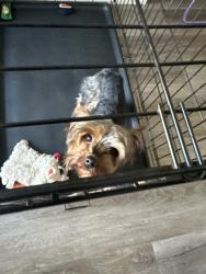 Lost Female Dog last seen 22md Kessler, Indianapolis, IN 46222