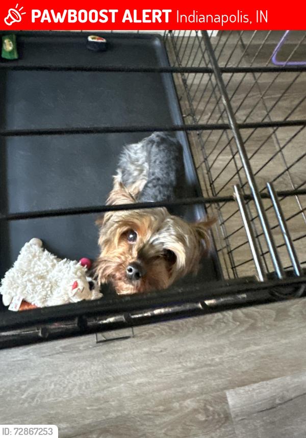 Lost Female Dog last seen 22md Kessler, Indianapolis, IN 46222