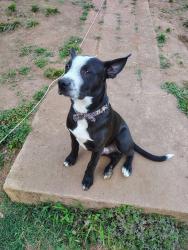 Lost Male Dog last seen church two streets over from Maple in the middle of town , Startex, SC 29377