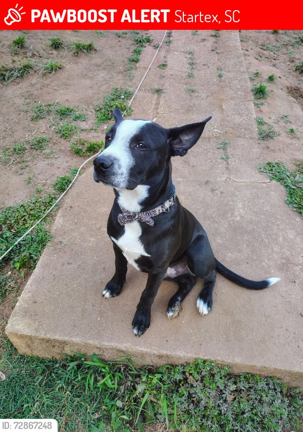 Lost Male Dog last seen church two streets over from Maple in the middle of town , Startex, SC 29377