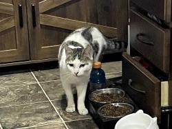 Found/Stray Male Cat last seen Patton Hill Rd/Joyful Acres RV park, Chillicothe, OH 45601
