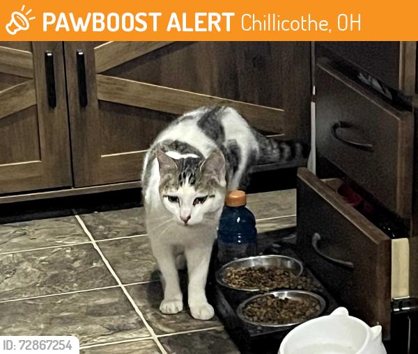 Found/Stray Male Cat last seen Patton Hill Rd/Joyful Acres RV park, Chillicothe, OH 45601