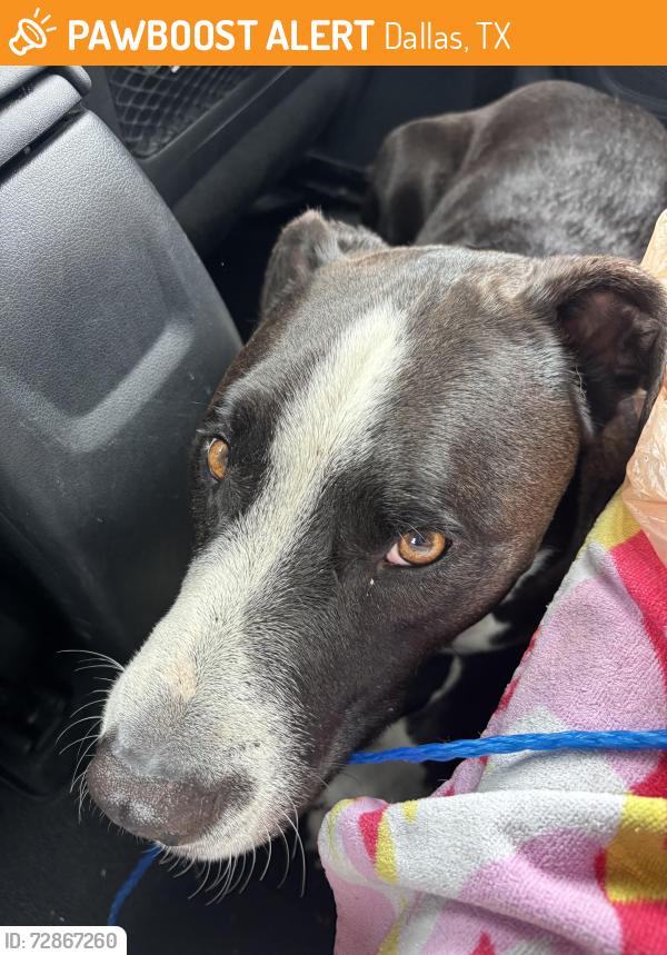 Found/Stray Male Dog last seen Lemon ave, Denton Ave, Dallas, TX 75235