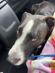 Found/Stray Male Dog last seen Lemon ave, Denton Ave, Dallas, TX 75235
