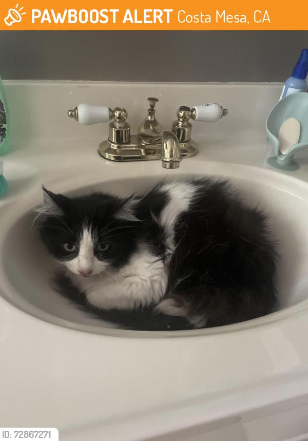 Found/Stray Unknown Cat last seen Anaheim Ave , Costa Mesa, CA 92626