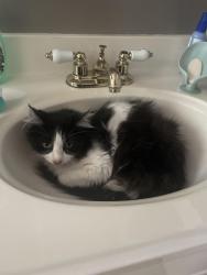 Found/Stray Unknown Cat last seen Anaheim Ave , Costa Mesa, CA 92626