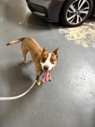 Found/Stray Male Dog last seen Sieber and Indian trail , Arlington, TX 76016