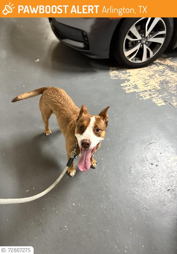 Found/Stray Male Dog last seen Sieber and Indian trail , Arlington, TX 76016
