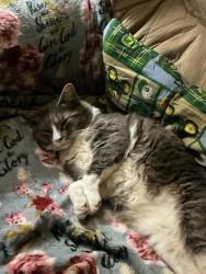 Lost Male Cat last seen King road in flt rock, Flat Rock, NC 28731