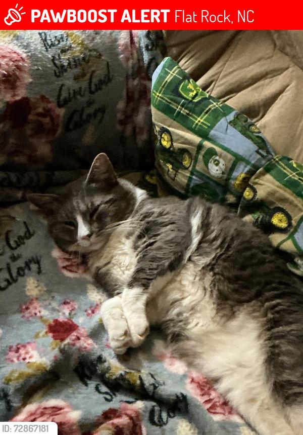 Lost Male Cat last seen King road in flt rock, Flat Rock, NC 28731