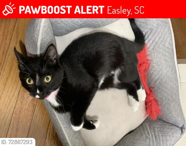 Lost Female Cat last seen Satterfield road easley, Easley, SC 29642