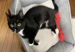 Lost Female Cat last seen Satterfield road easley, Easley, SC 29642