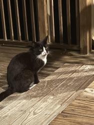 Found/Stray Male Cat last seen Market street, Piketon, OH 45661
