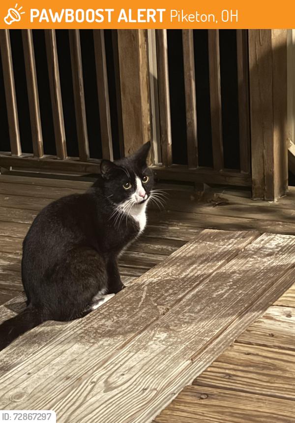 Found/Stray Male Cat last seen Market street, Piketon, OH 45661