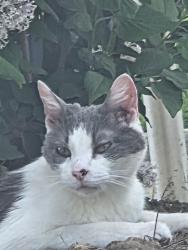 Found/Stray Unknown Cat last seen By county line road, Des Moines, IA 50315