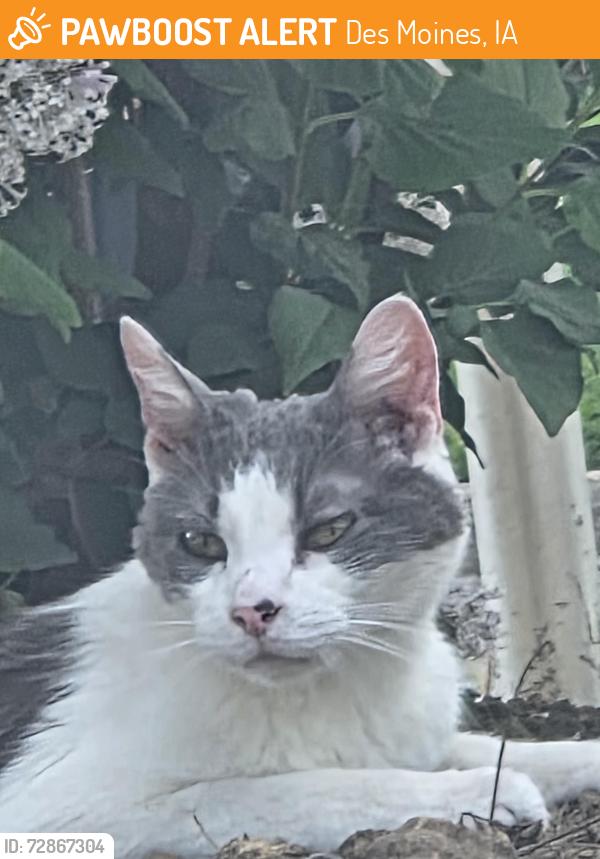 Found/Stray Unknown Cat last seen By county line road, Des Moines, IA 50315