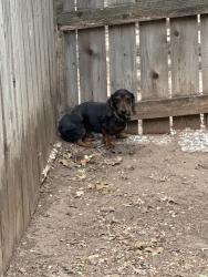 Found/Stray Unknown Dog last seen Near 28th and Indiana, Lubbock, TX 79410