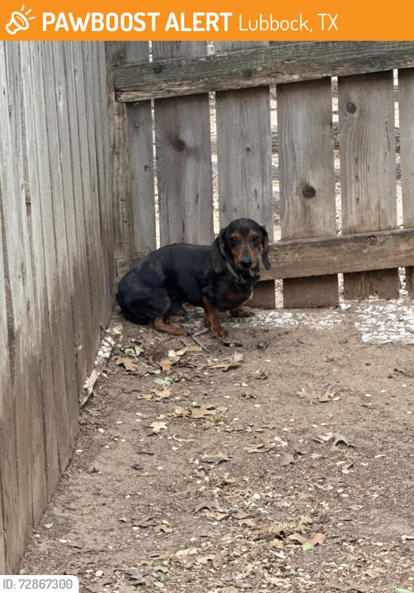 Found/Stray Unknown Dog last seen Near 28th and Indiana, Lubbock, TX 79410