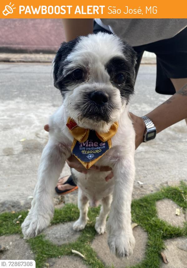 Found/Stray Male Dog last seen Rua maria Silveira marcolino, São José , São José, MG 