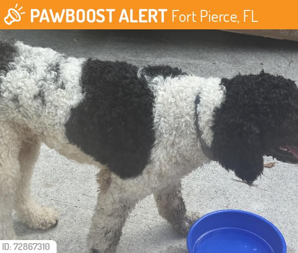 Found/Stray Male Dog last seen Holiday Pines, Fort Pierce, FL 34951