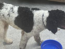 Found/Stray Male Dog last seen Holiday Pines, Fort Pierce, FL 34951