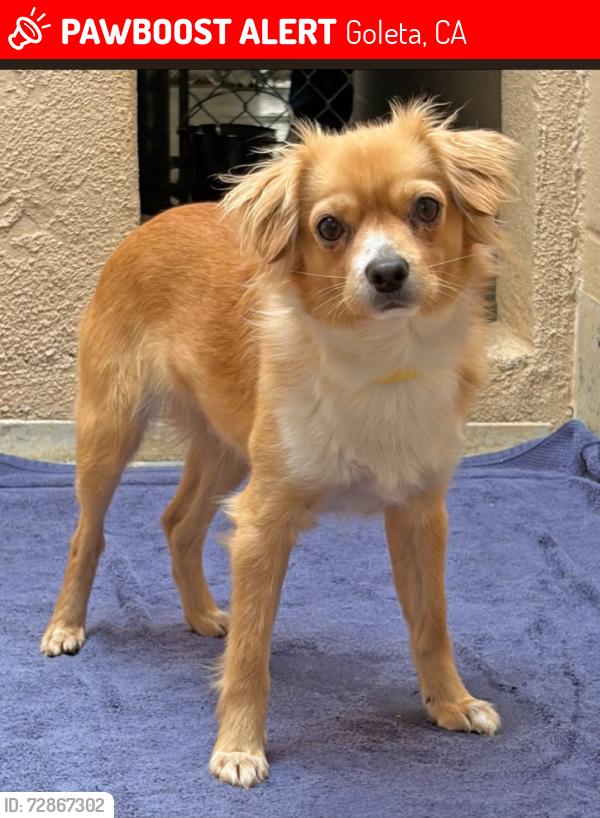Lost Male Dog last seen Goleta, Goleta, CA 93117