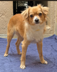 Lost Male Dog last seen Goleta, Goleta, CA 93117