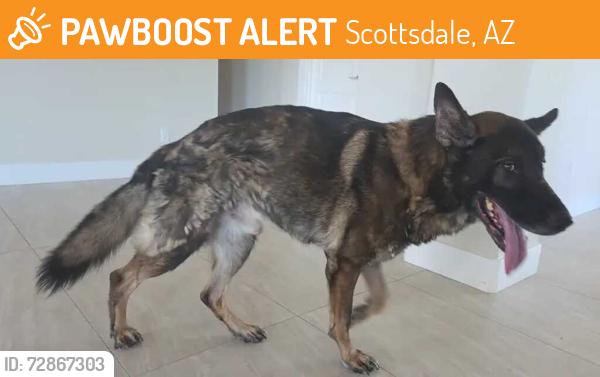 Found/Stray Male Dog last seen 64th and Lone Mountain, Scottsdale, AZ 85331