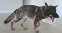 Found/Stray Male Dog last seen 64th and Lone Mountain, Scottsdale, AZ 85331