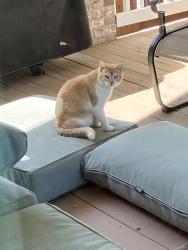 Reunited Unknown Cat last seen Vista Ridge innerie, Erie, CO 80516