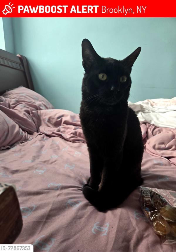 Lost Male Cat last seen Ocean Parkway& Kings Hyw, Brooklyn, NY 11223